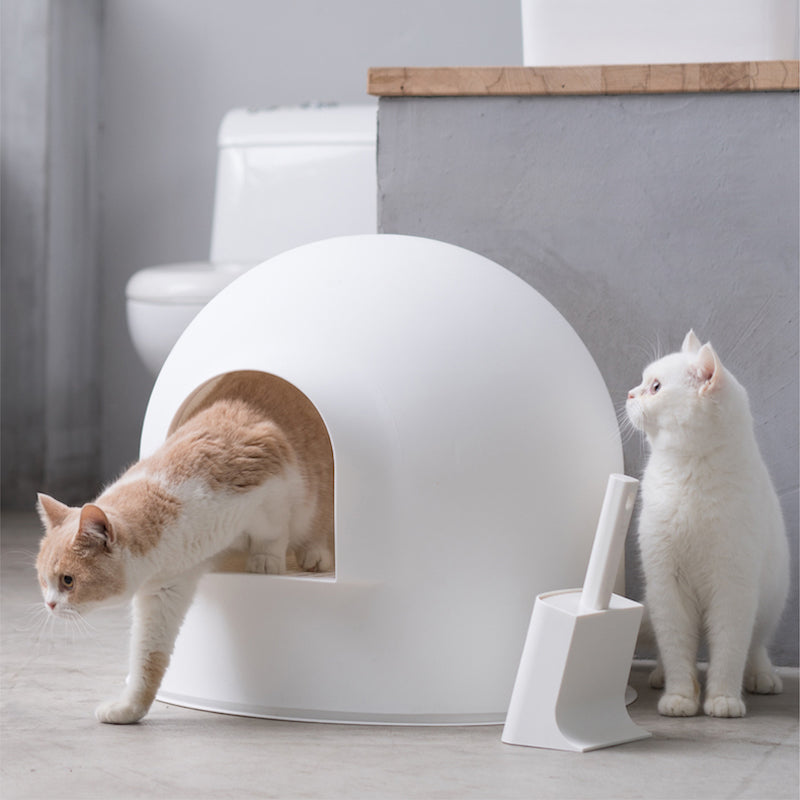 Cat Toilet and Essentials