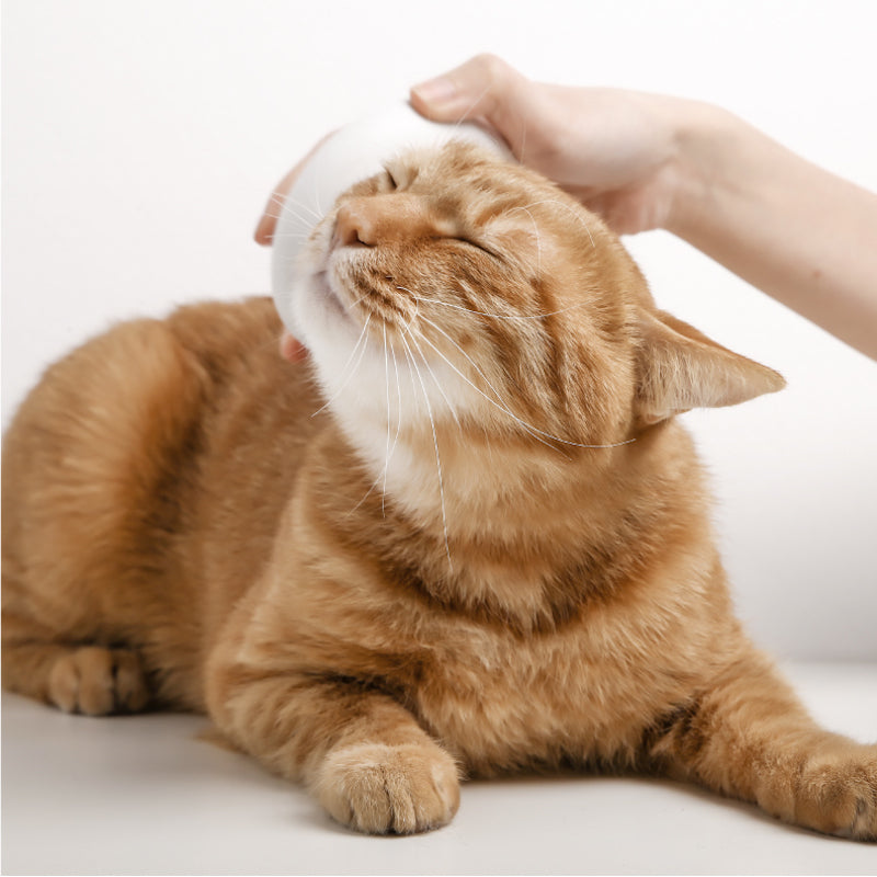 Cat Grooming Brushes