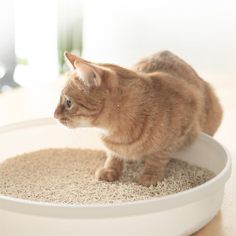 Cat Litters and Deodorizers